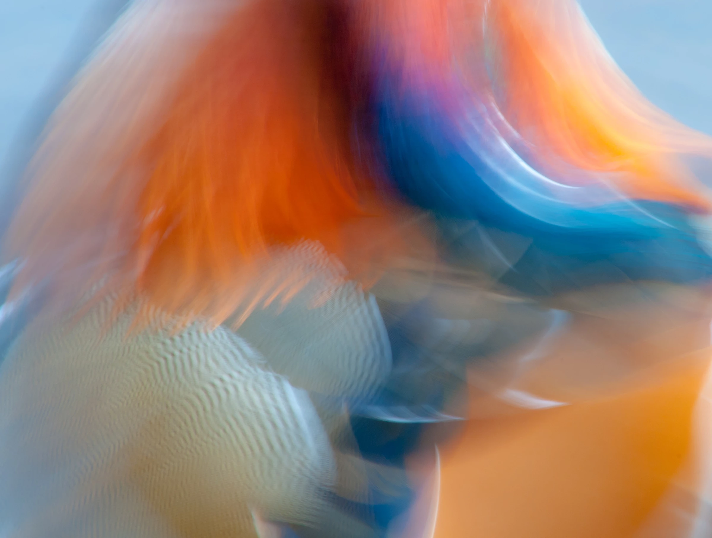 Gold, Creative Imagery. Mandarin Abstract. Mandarin Duck (Aix galericulata). South Yorkshire, United Kingdom