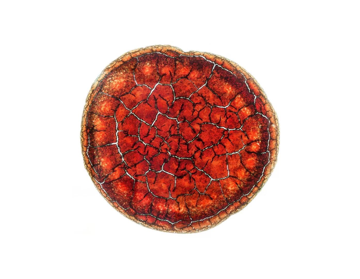 Image of Distinction: A dry drop of blood