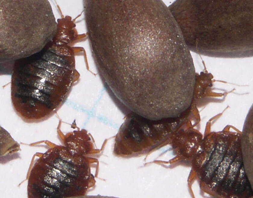 Male and female adult bedbugs in comparison to apple seeds (Credit: AMNH/L. Sorkin)
