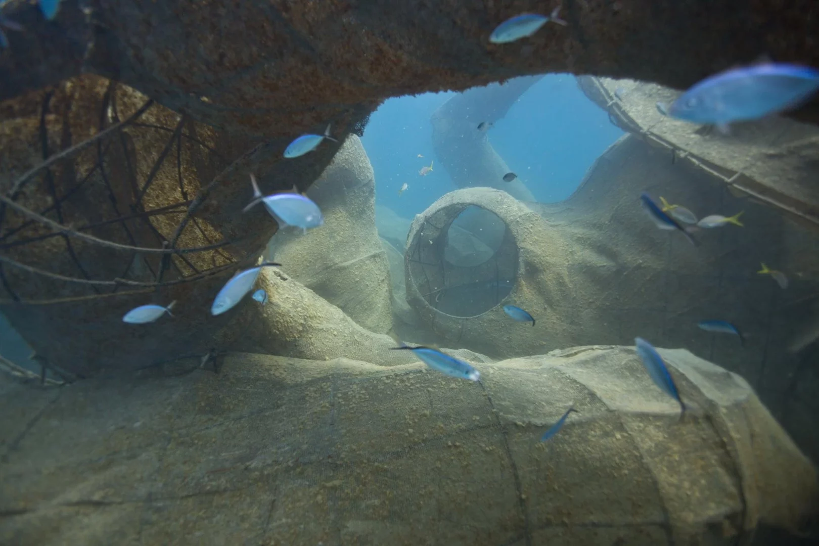 Imagine what this is going to like in ten or twenty years time when it is teeming with colorful life?