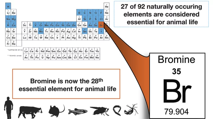 Bromine joins the other elements marked on this periodic table, as those critical for animal life