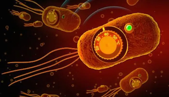 Caltech research may allow doctors to instruct engineered bacteria in a patient's body when and where to administer drugs, and when to self-destruct