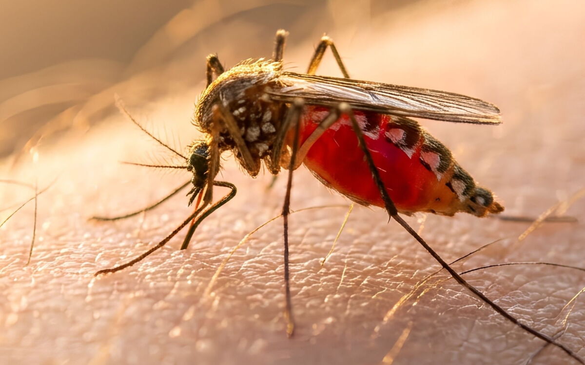 Google wants to spread mosquitos to fight deadly diseases. Here's why.