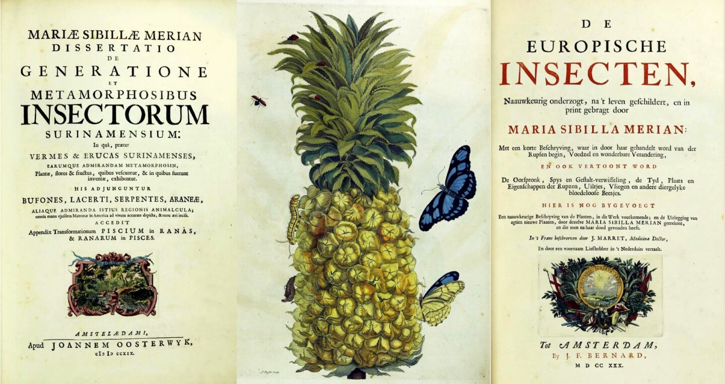 This lot contains two of the best known works of one of history's greatest female scientists, Maria Sibylla Merian, bound in one volume: De Europische Insecten and Metamorphosis insectorum Surinamensium. The bound volume was sold for $215,900 at Arader Galleries on October 29, 2017