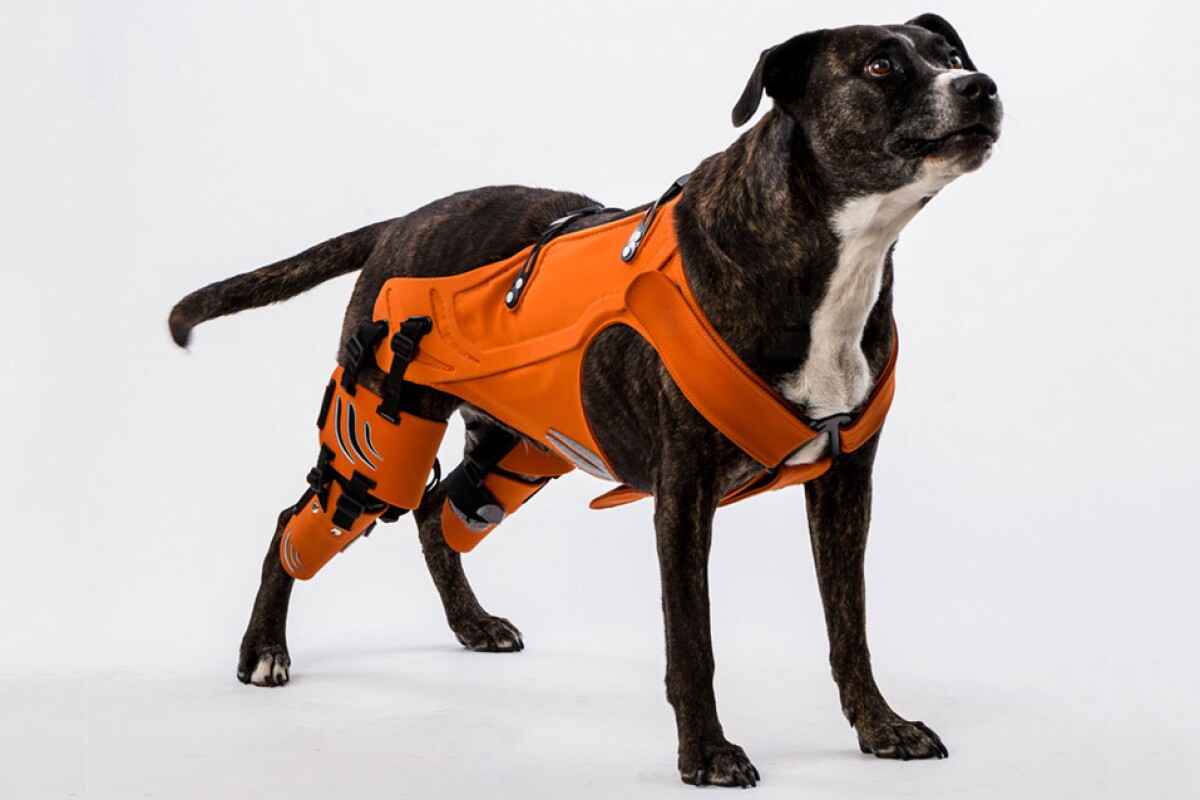 The Hipster rehabilitation brace provides support and important rear leg exercise for dogs with hip dysplasia