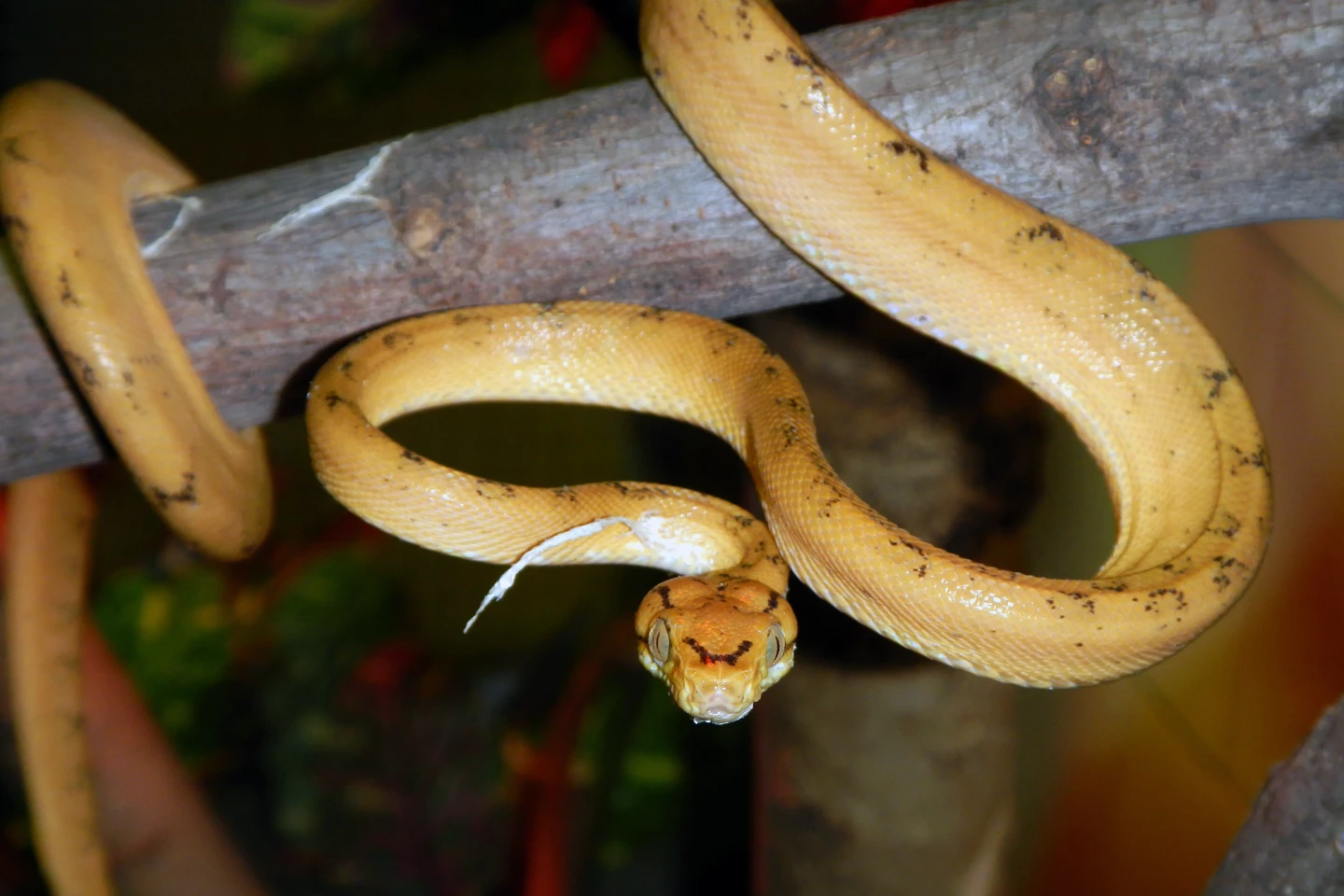 The newly discovered ancient snakes provide insight into the evolution of modern ones, like this Amazon tree boa
