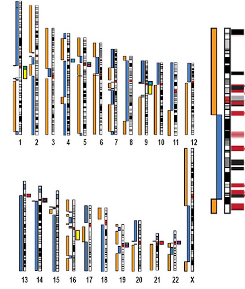 Ideograms showing the completeness of chromosomes in the human CHM13 genome. Completeness is measured in terms of the blue and orange rectangles to the left of each chart. The X chromosome is enlarged on the right