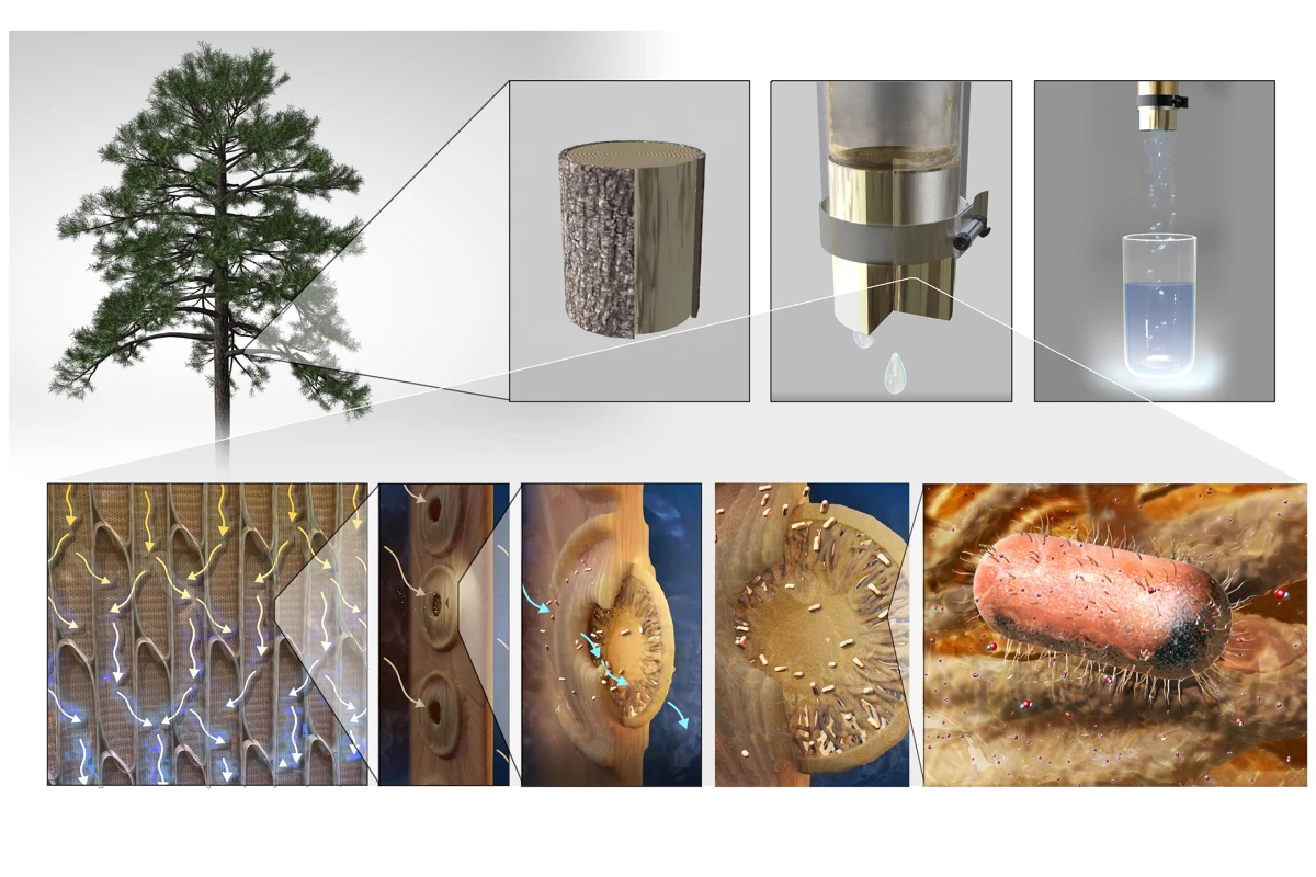 Xylem in sapwood can be used for water filtration (top) – it is made up of conduits that are interconnected by membranes which filter out contaminants such as bacteria (bottom)