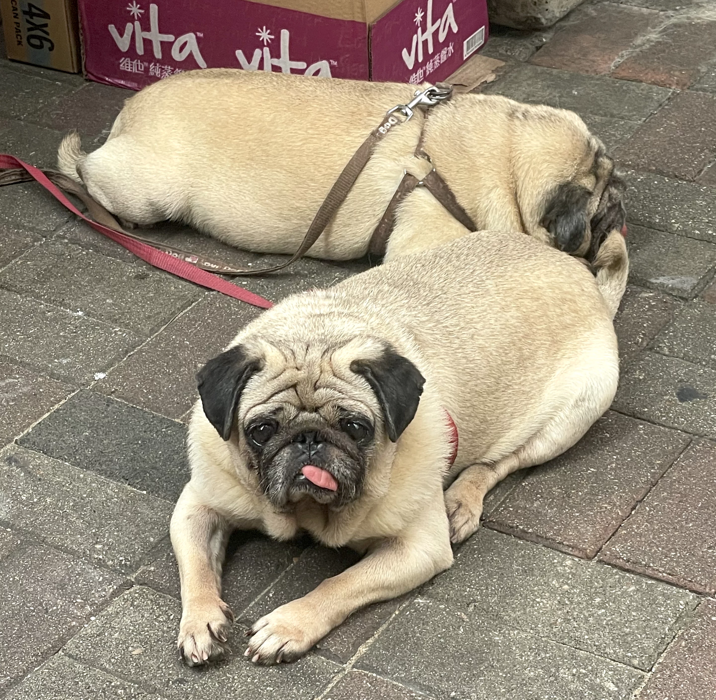 Last week, it was impossible not to notice these two pugs struggling to regulate their temperature in the humid Hong Kong heat