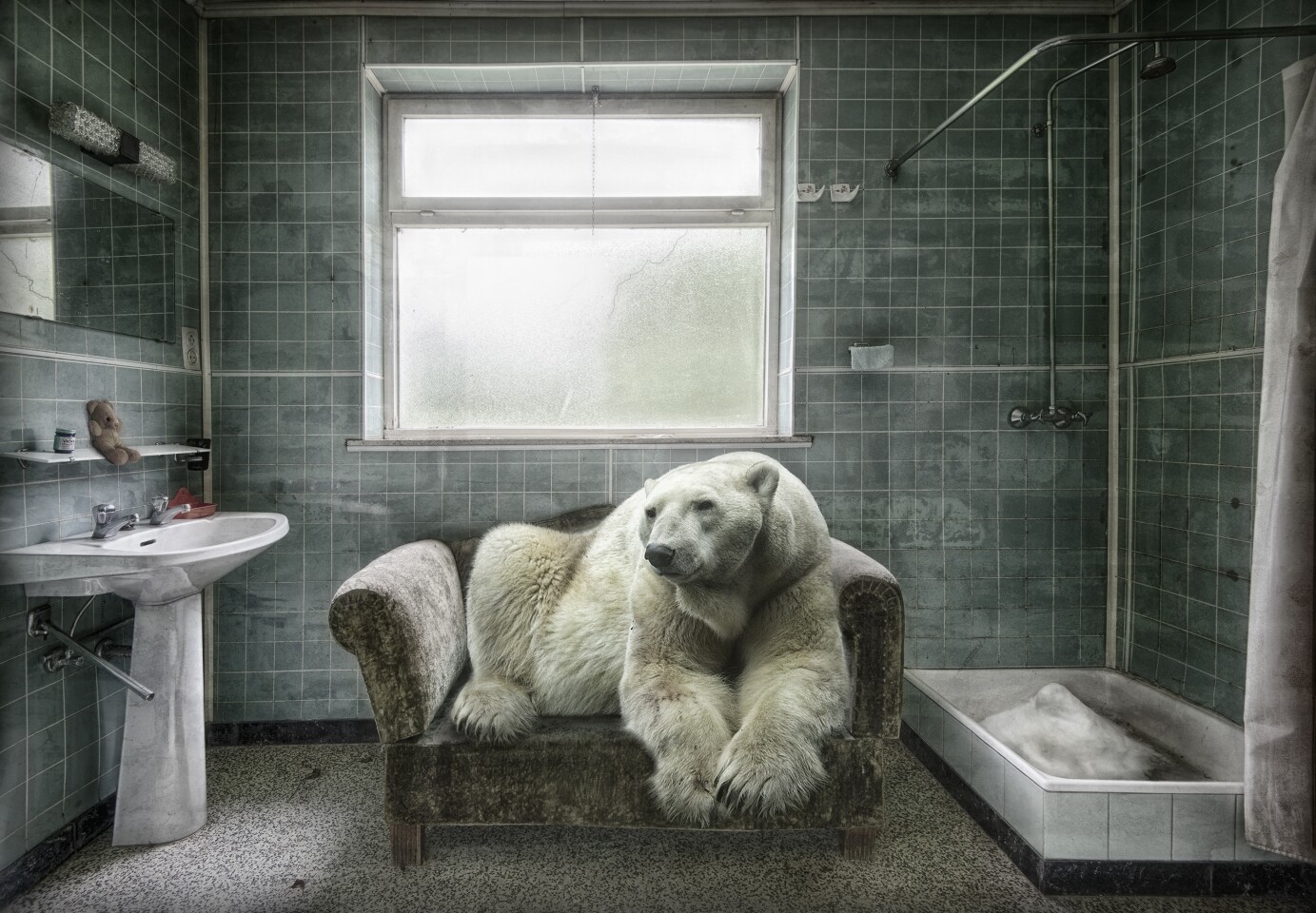 Honorable Mention - Polar Bear Pet
