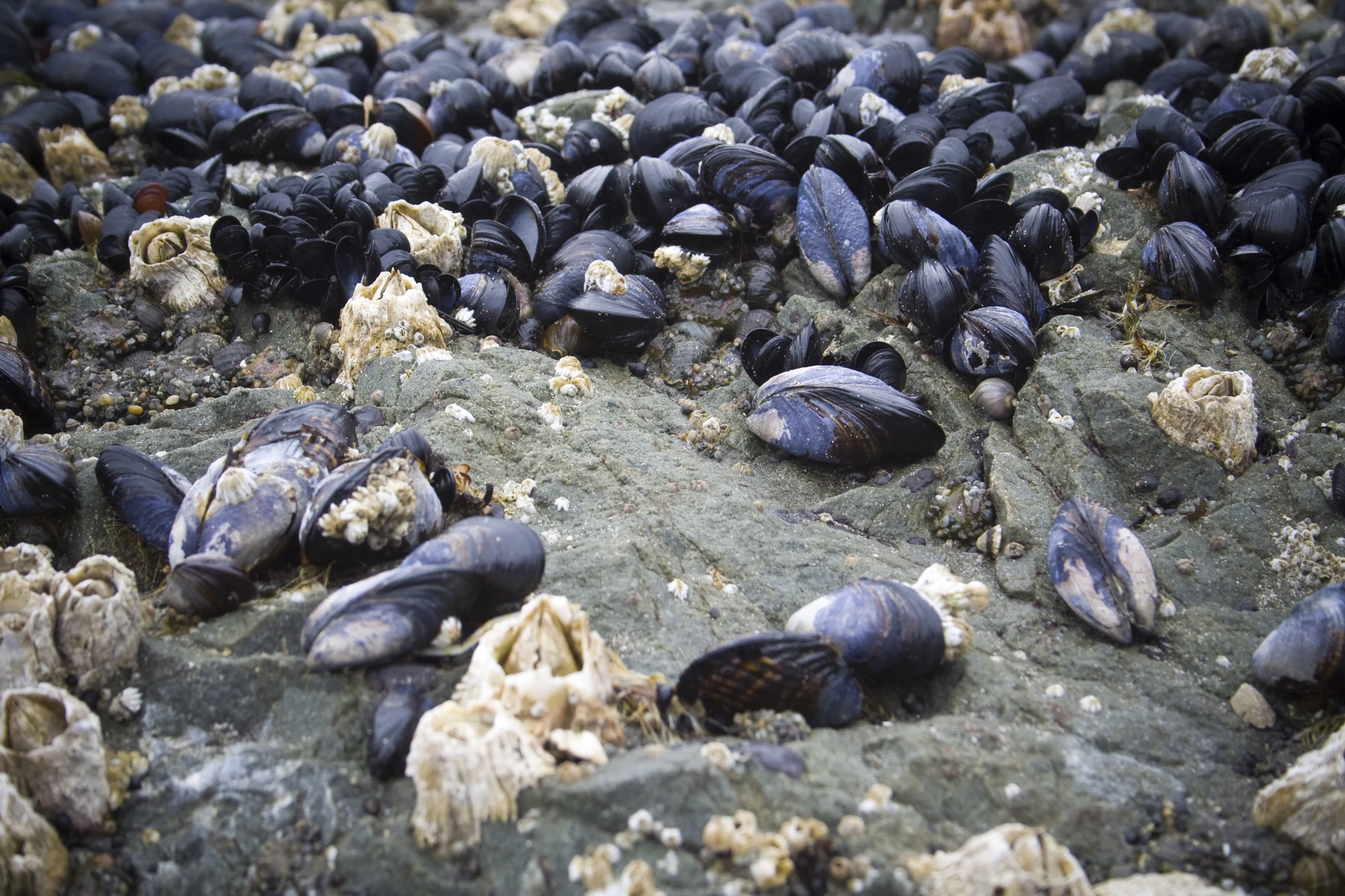 Microplastics may be keeping mussels from properly digesting their natural diet