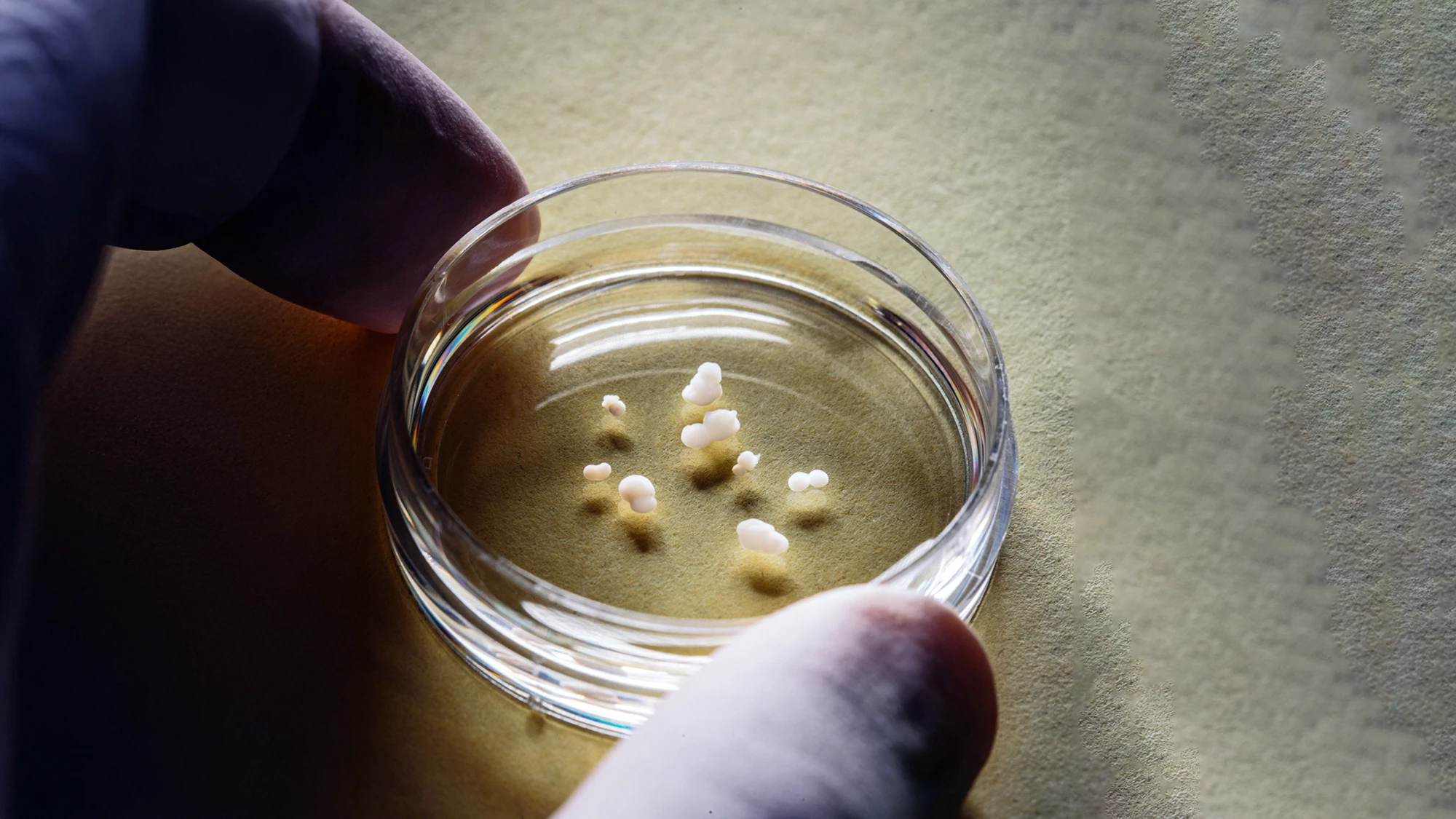 Tiny assembloids made from clumped-together organoids