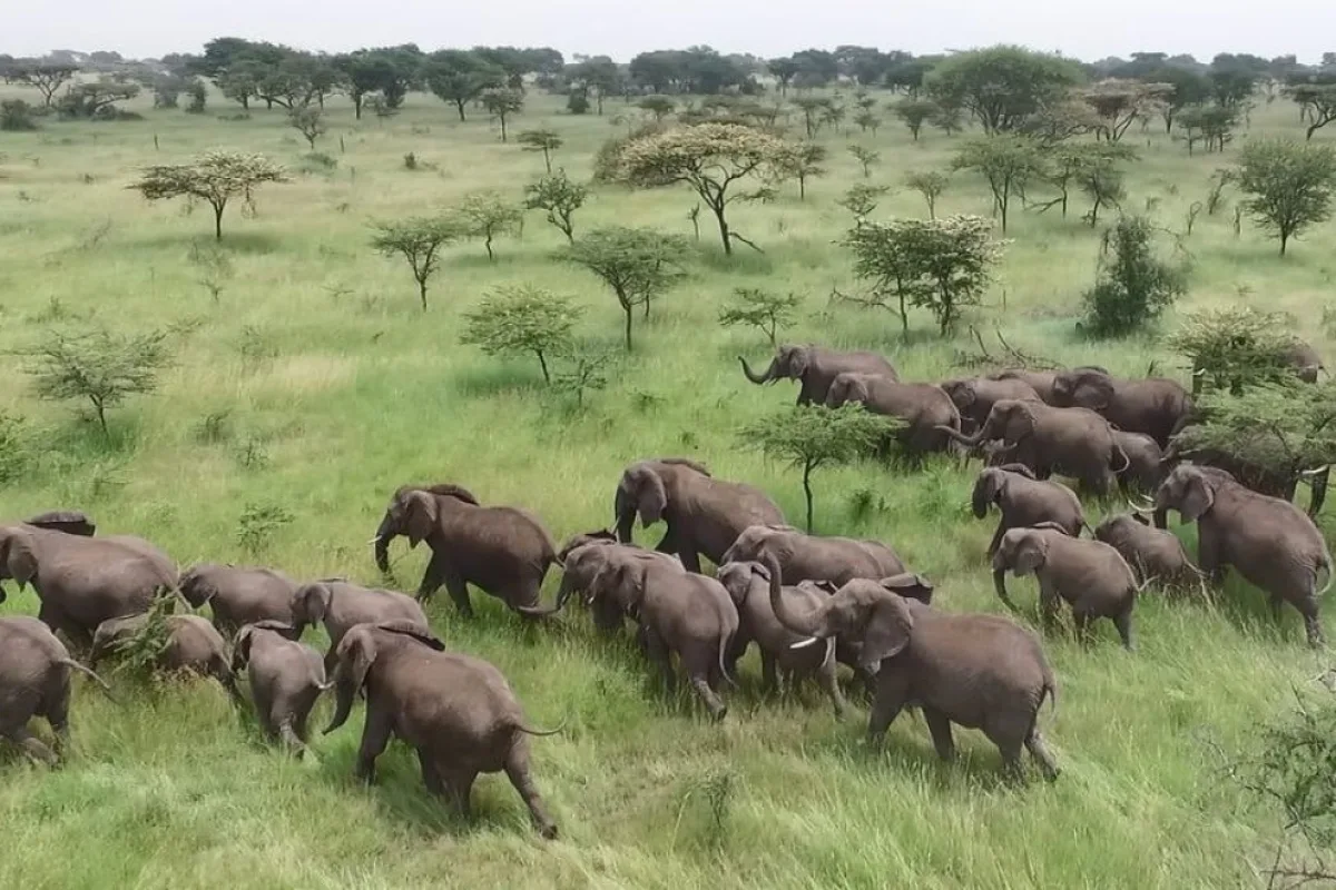 The technique could even prove useful in herding other wildlife, too
