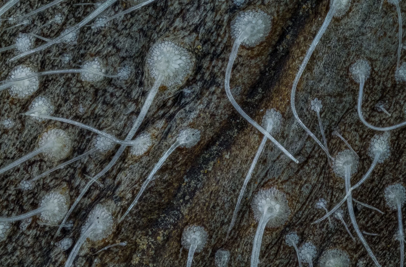 Image of Distinction: Rotting willow leaf