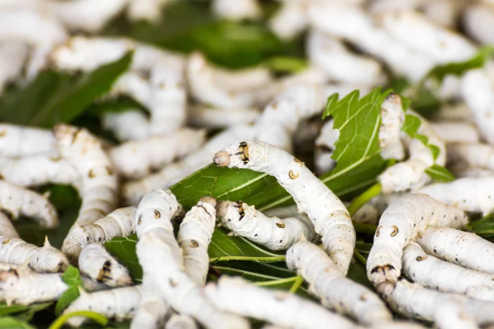 Silkworms chowing down on one of their favorite foods – mulberry leaves (Photo: Shutterstock)