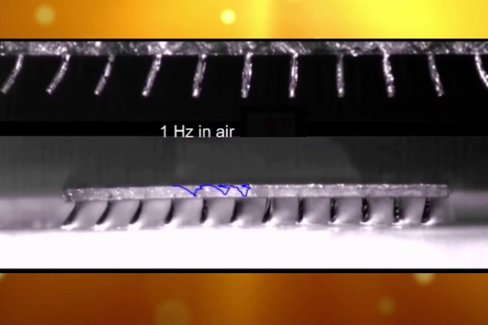 The cilia-propelled micro-robot (middle), with a close-up of its cilia at top