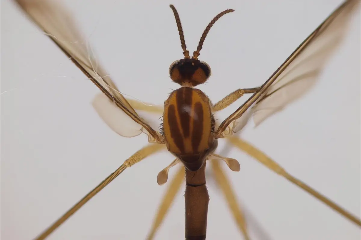 While a photo hasn't yet been made available of the Sciophila holopaineni, this is another of the new species that was described alongside it, Orfelia boreoalpina