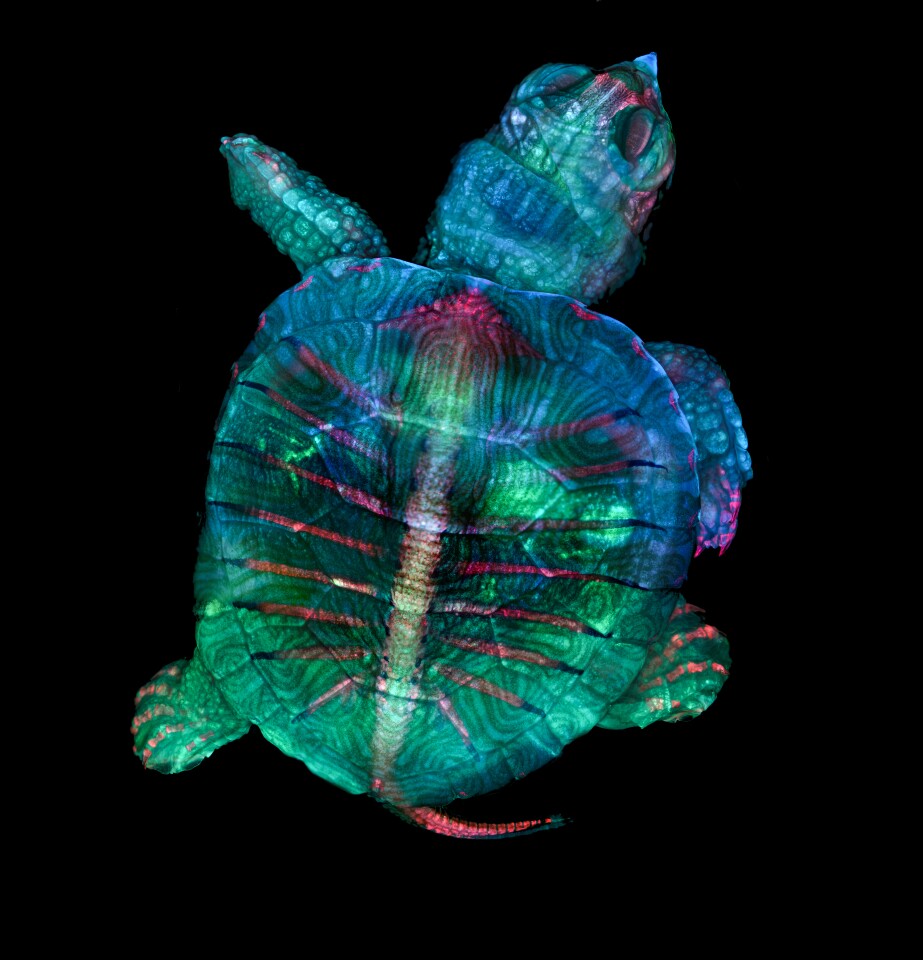 1st Place winner. Fluorescent turtle embryo