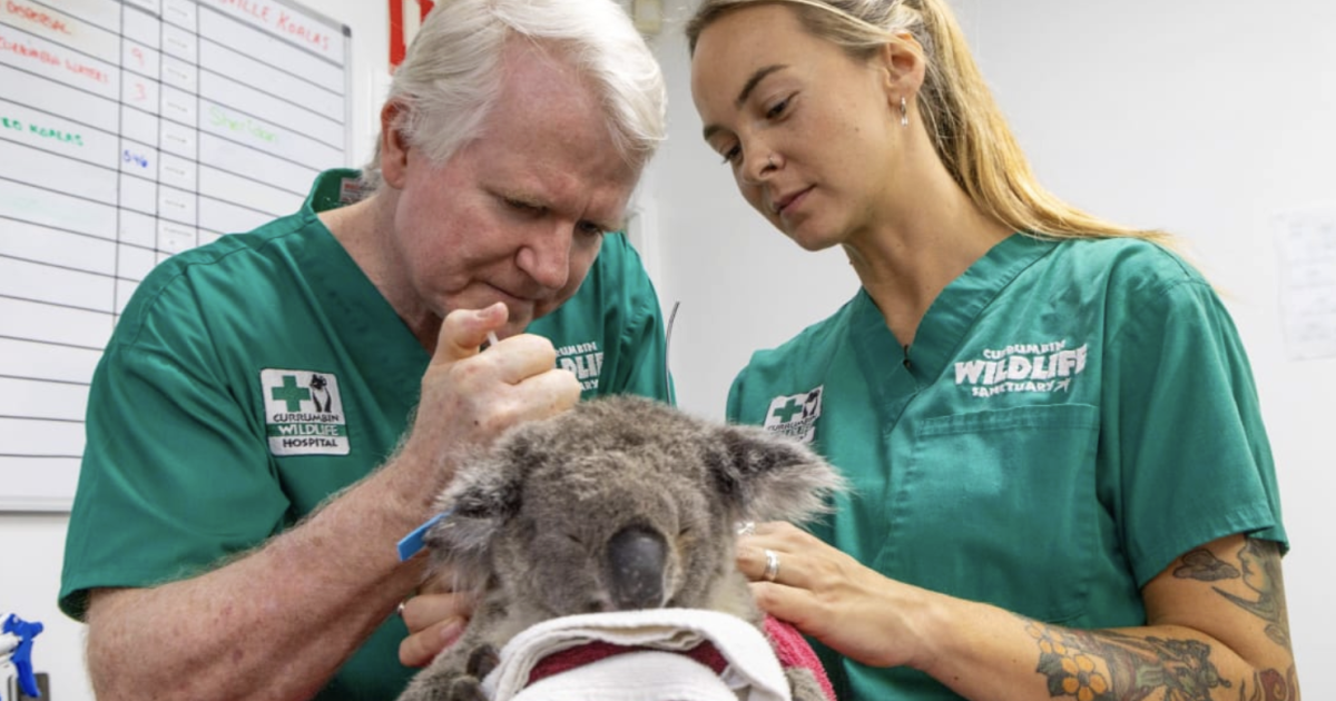 World first: Koala gets life-changing two-shot chlamydia vaccine World first: Koala gets life-changing two-shot chlamydia vaccine