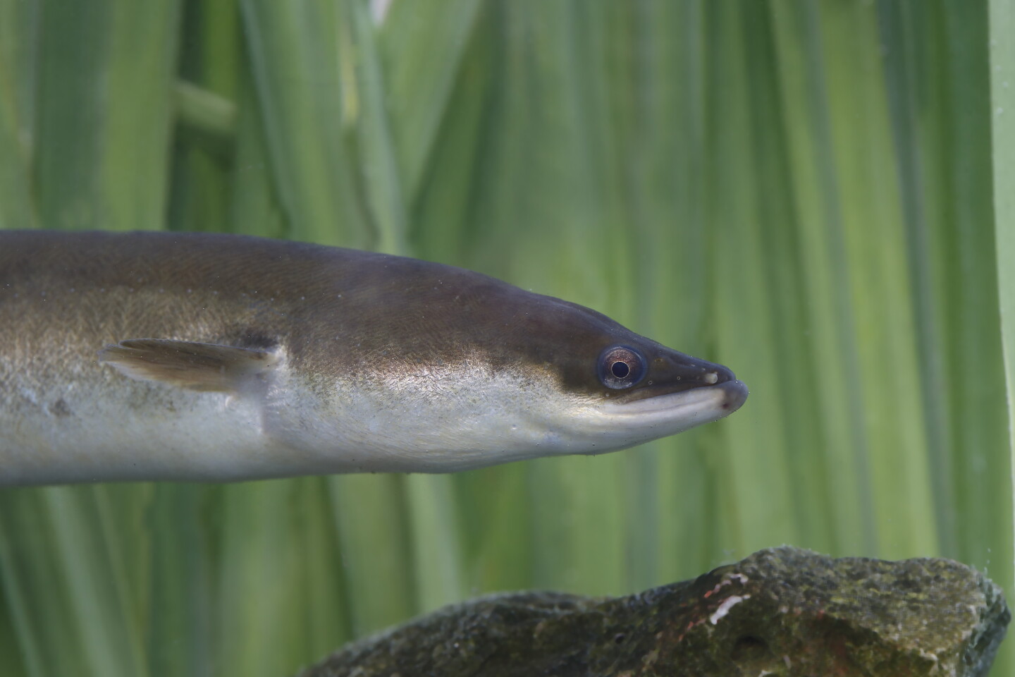 loch ness dna suggests monster may be a