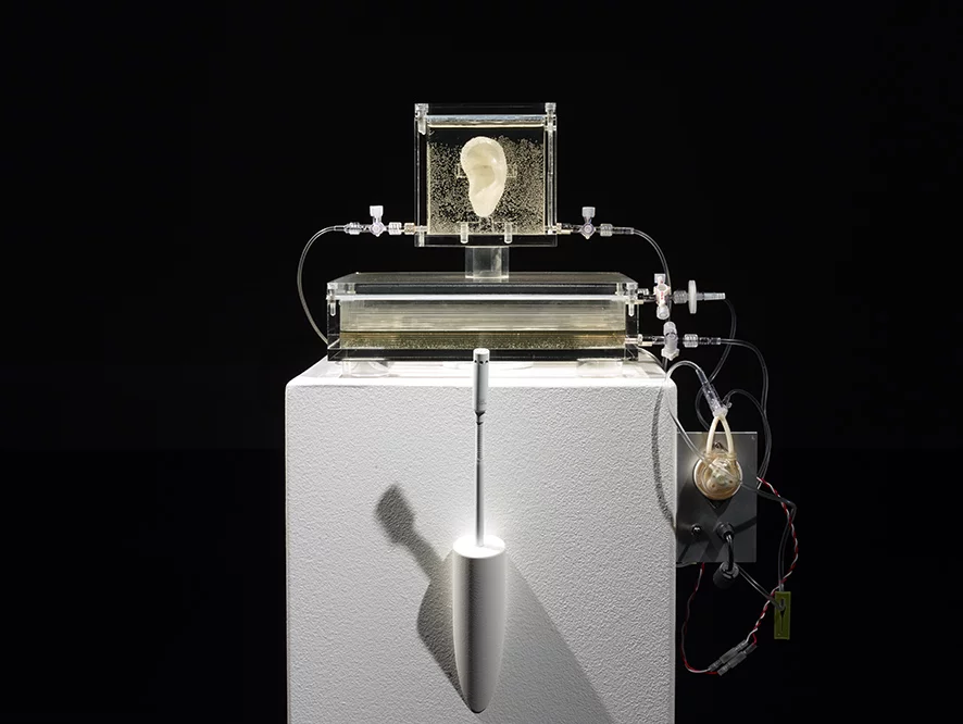 The ear has its own metabolism and lives in a bioreactor which effectively mimics the different parts of the human body (Photo: Diemut Strebe)