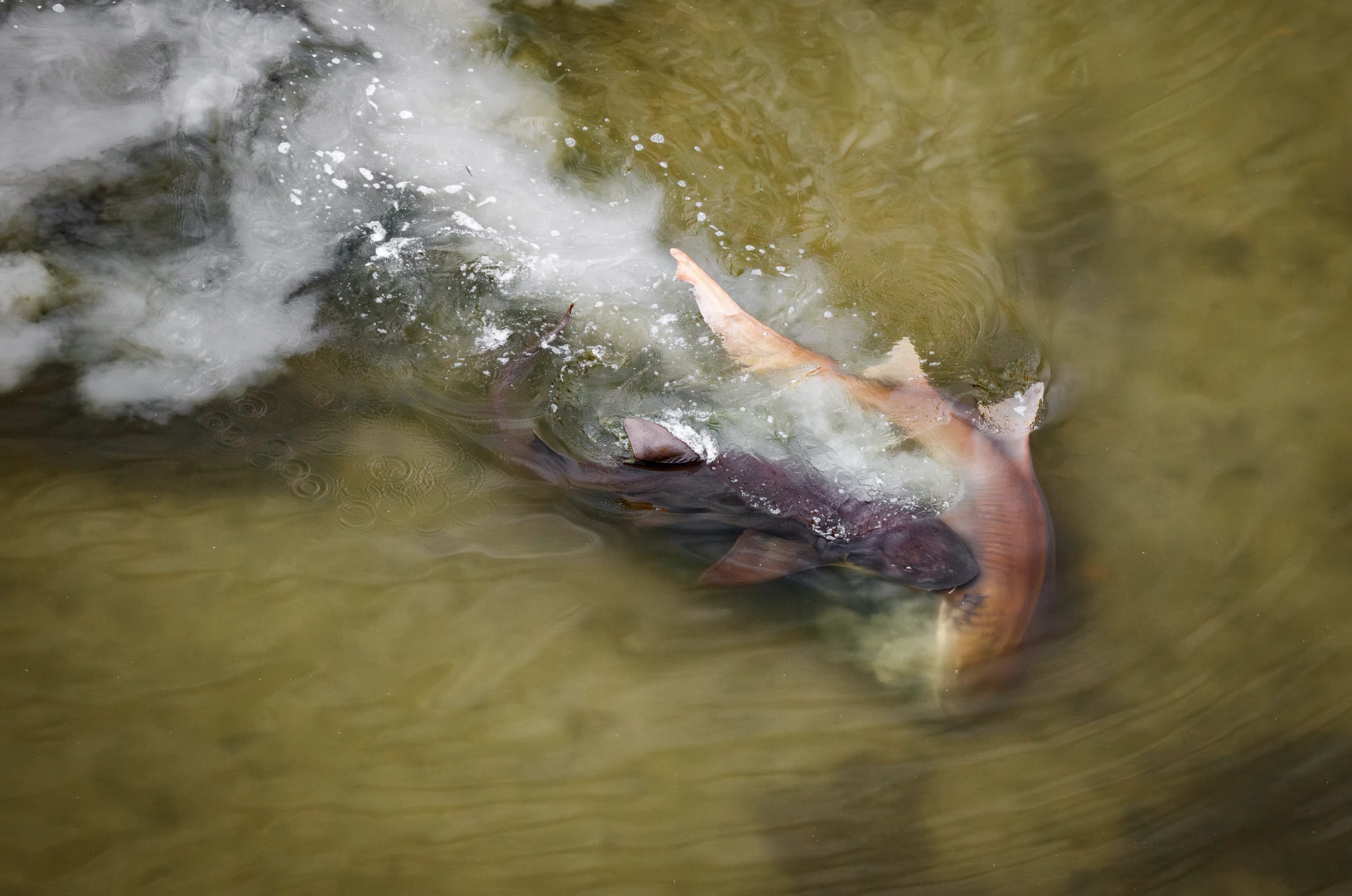 'Mating Nurse Sharks', Mark Ian Cook, USA (Mangroves & Wildlife Runner-up)