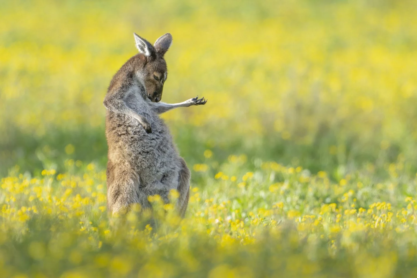 "Air Guitar Roo", Jason Moore (Australia)