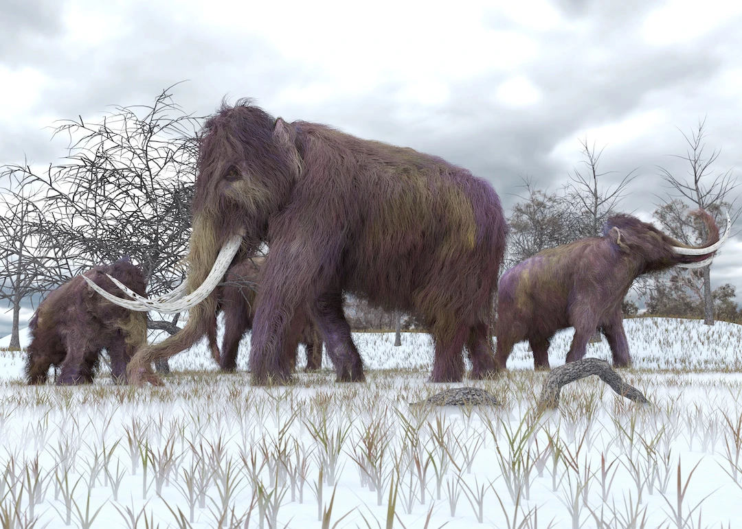 Researchers at UCSB have put forward ecological guidelines on determining how viable it may be to revive extinct animals