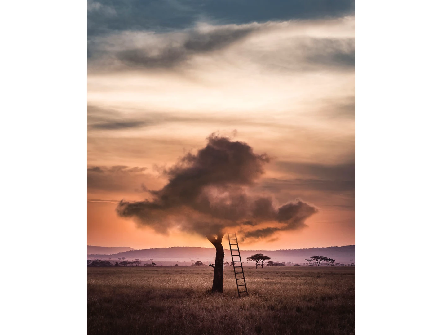 Cloud Tree (Credit: Justin Peters CC BY-NC-ND 4.0)