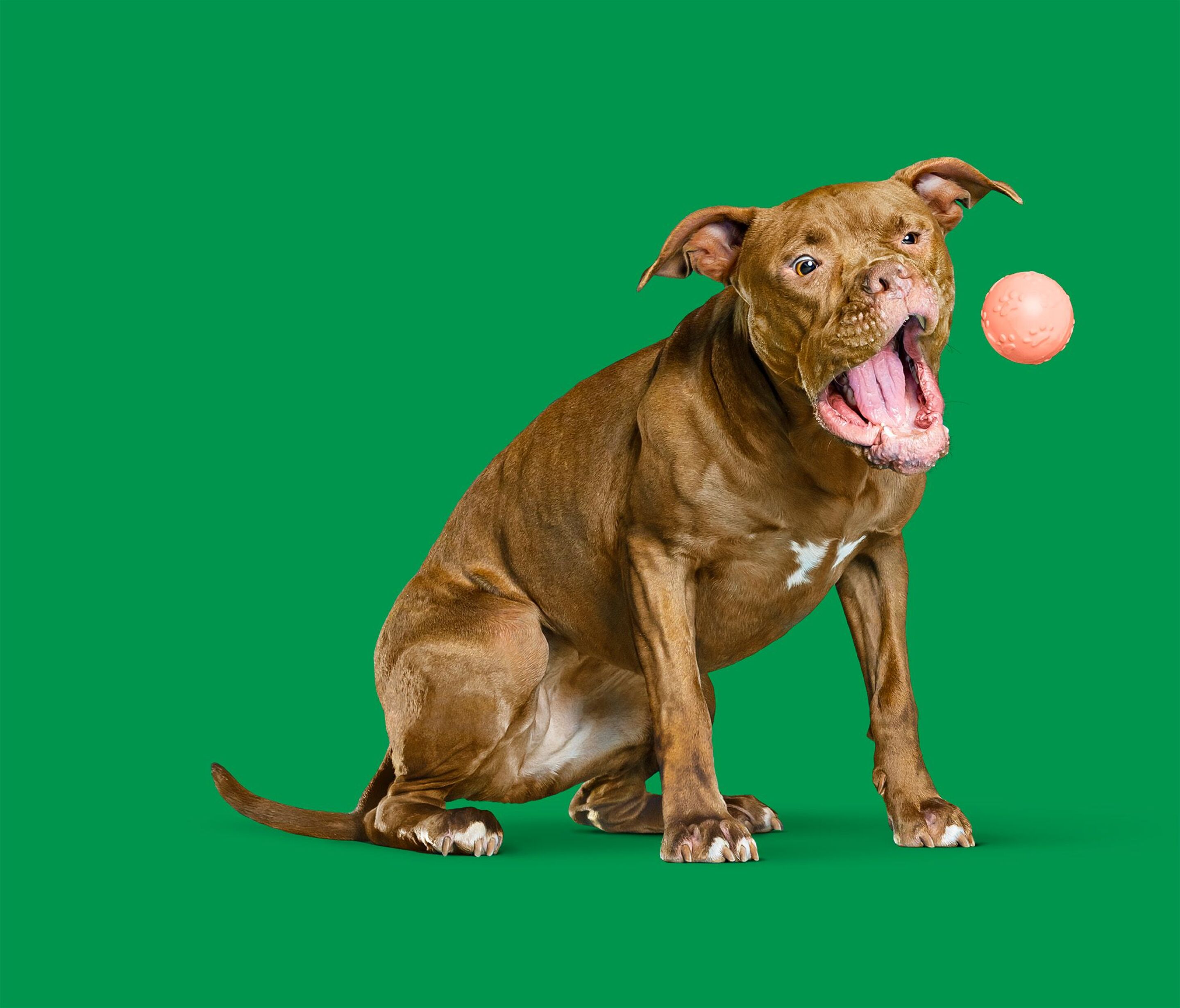 Unleash your dog’s breed and health secrets with these DNA kits