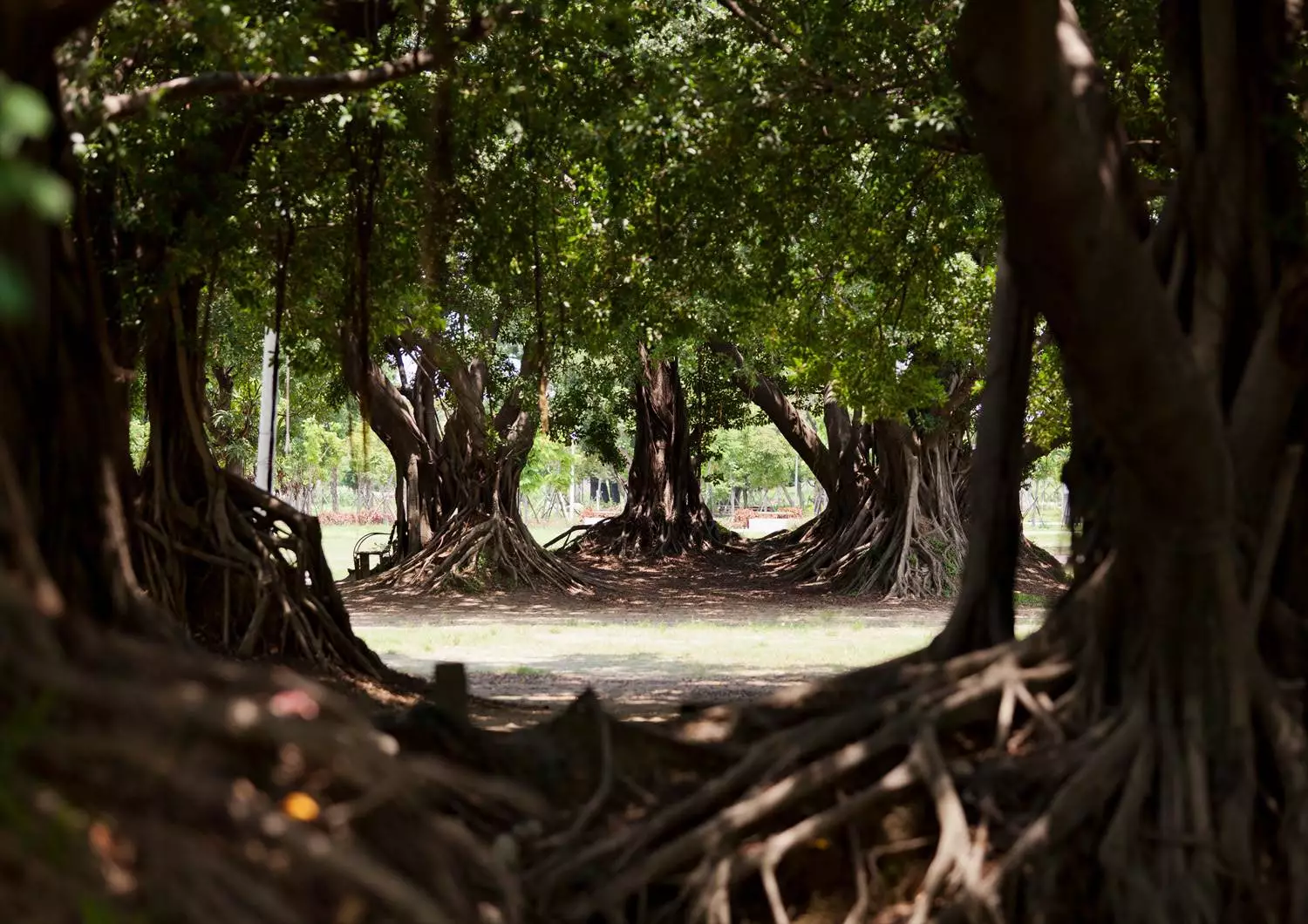 Banyan trees served as inspiration for the center