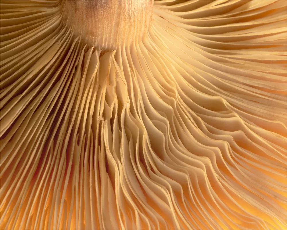 Nominee, Amateur, Nature. A close up on an inverted mushroom cap