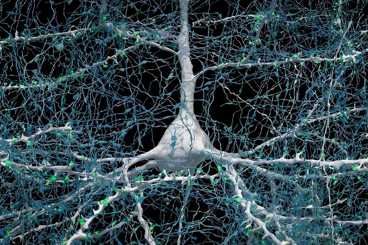 One neuron (white) connects to over 5,000 axons (blue) from other neurons, via at least that many synapses (green)