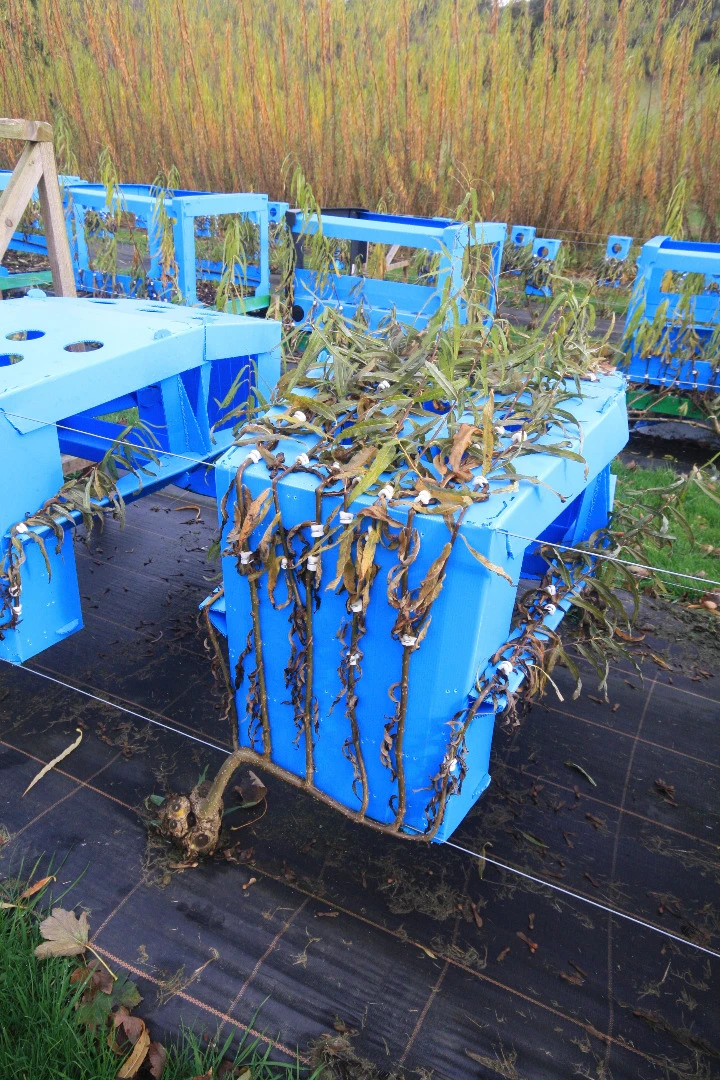 Trees are grown into chairs over a period of years