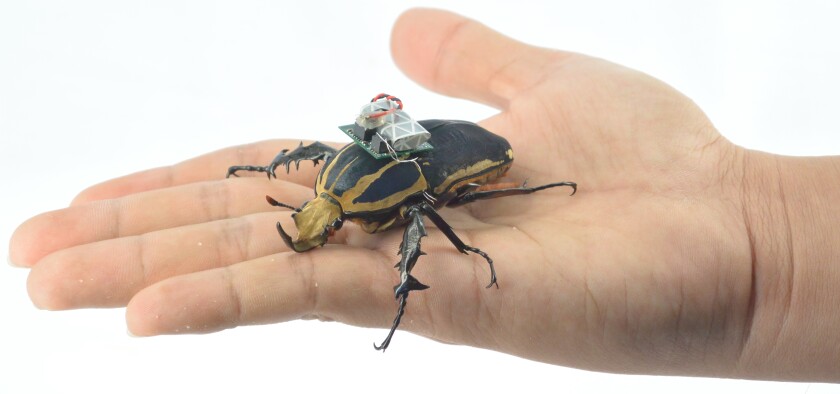 It also includes six electrodes, which were wired to the beetles' optic lobes and flight muscles (Photo: Tat Thang Vo Doan and Hirotaka Sato/NTU Singapore)