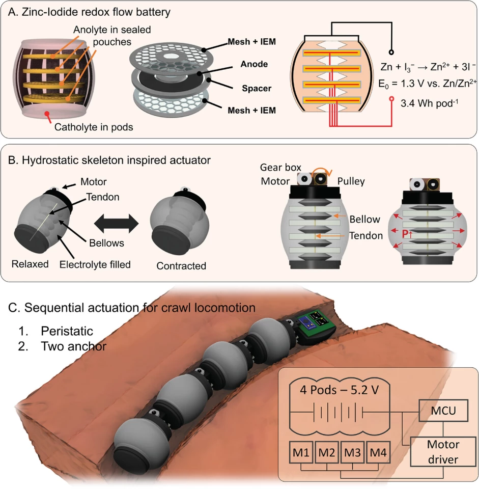 These diagrams show the individual segments or pods of the robot worm, with its motors and tendons