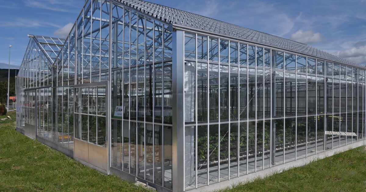 Solar panels keep greenhouses cooler in summer, let the sun through in winter