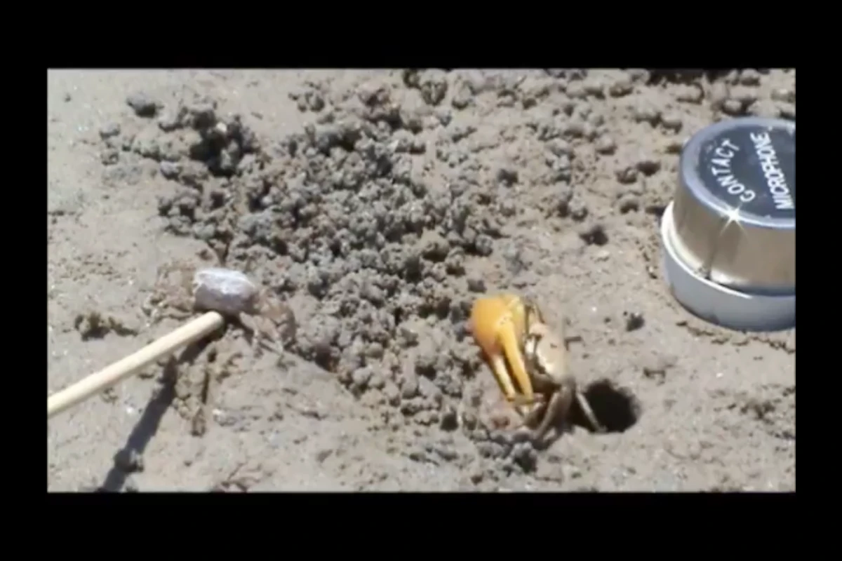 The frequency of the fiddler crab's drumming had a positive relationship with the size of its burrow