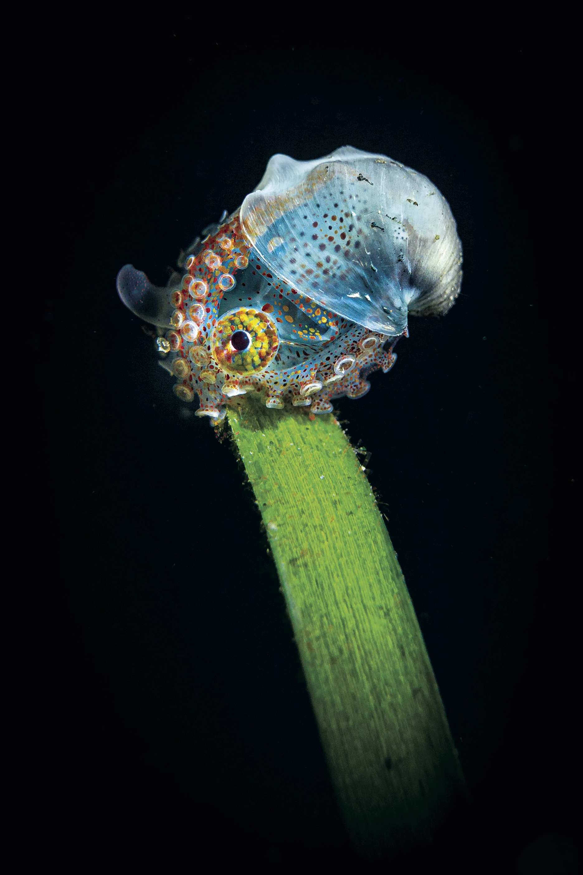 Winner- Compact. Anilao, Philippines. A juvenile wonderpus sitting on a palm leaf