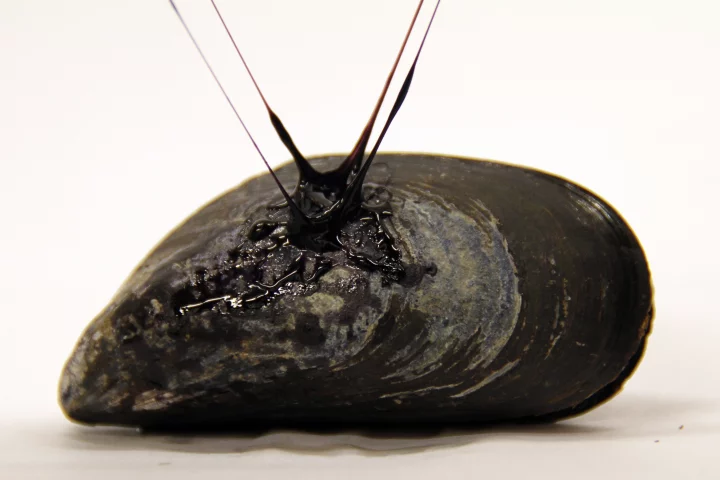 A mussel, with fibers of the synthetic adhesive gel attached to it (Photo: Tara Fadenrecht, Niels Holten-Andersen)