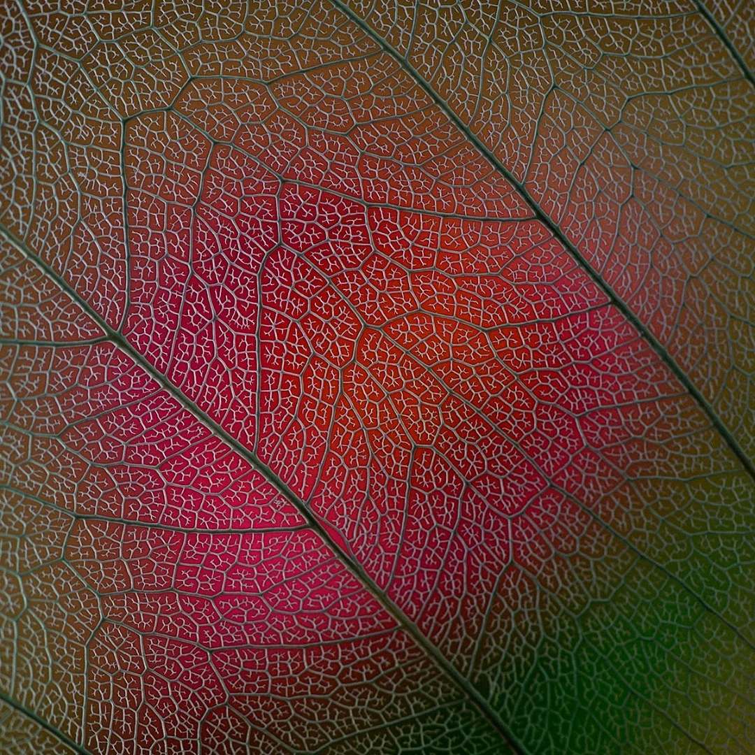 Finalist: Bodhi Leaf