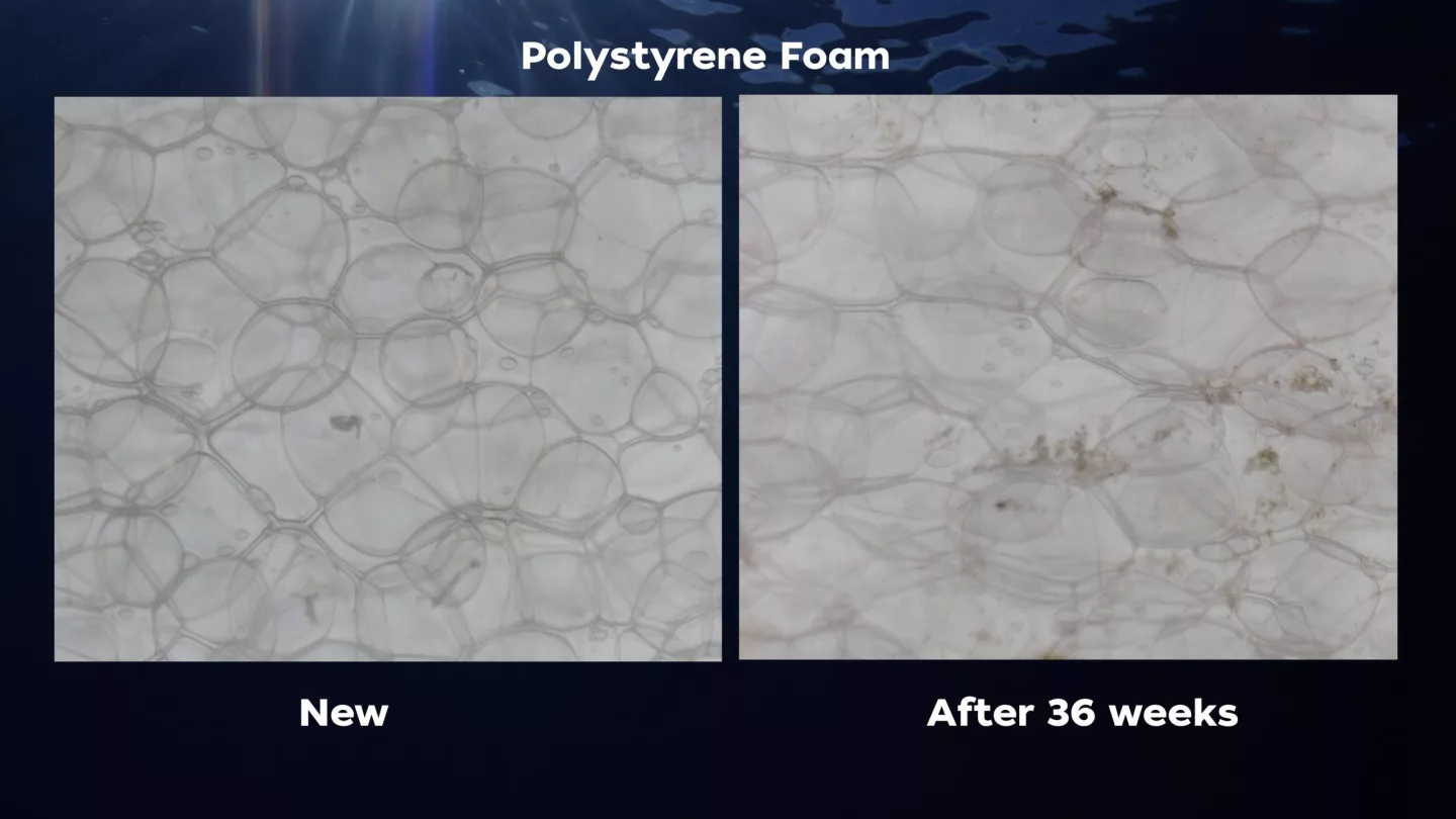 Polystyrene, also known as Styrofoam, may change shape, but does not biodegrade at all after 36 weeks in seawater