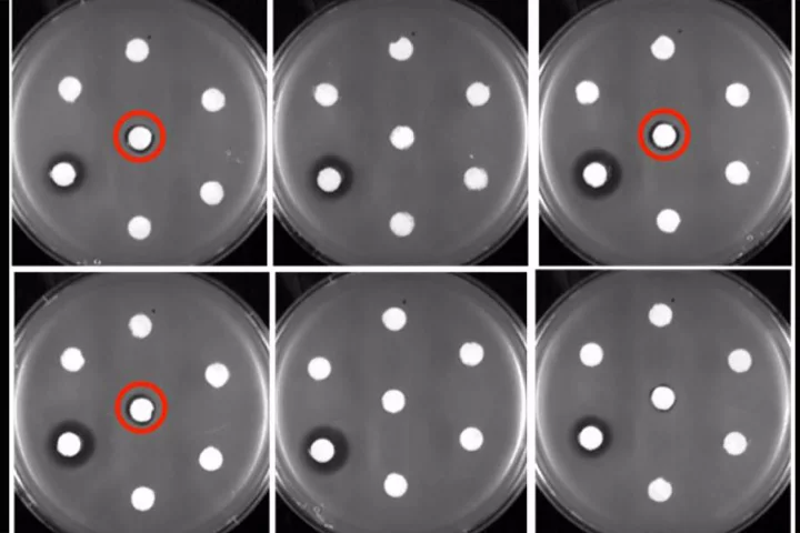 Buffalo researchers have managed to grow new forms of erythromycin, seen here in petri dishes (circled in red)
