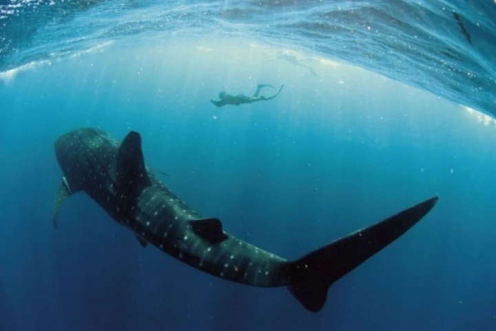 The whale shark is the world's biggest living fishPhoto Credit: Rolex Awards / Kurt Amsler