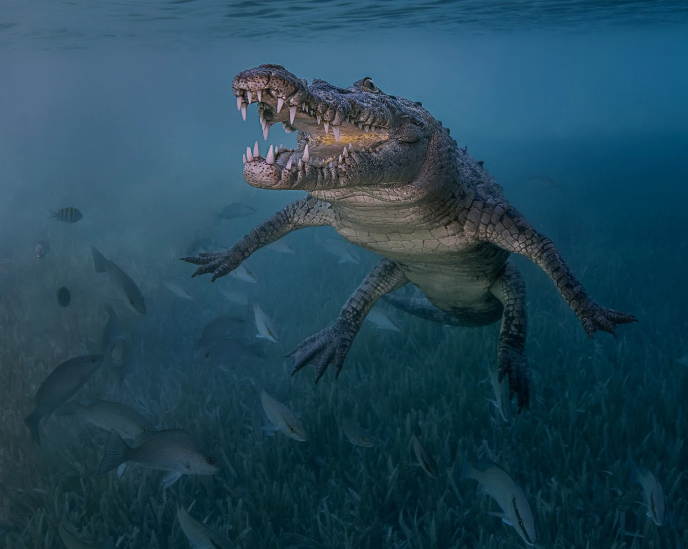 2nd place in the Novice DSLR category. A wild crocodile in Jucaro, Cuba