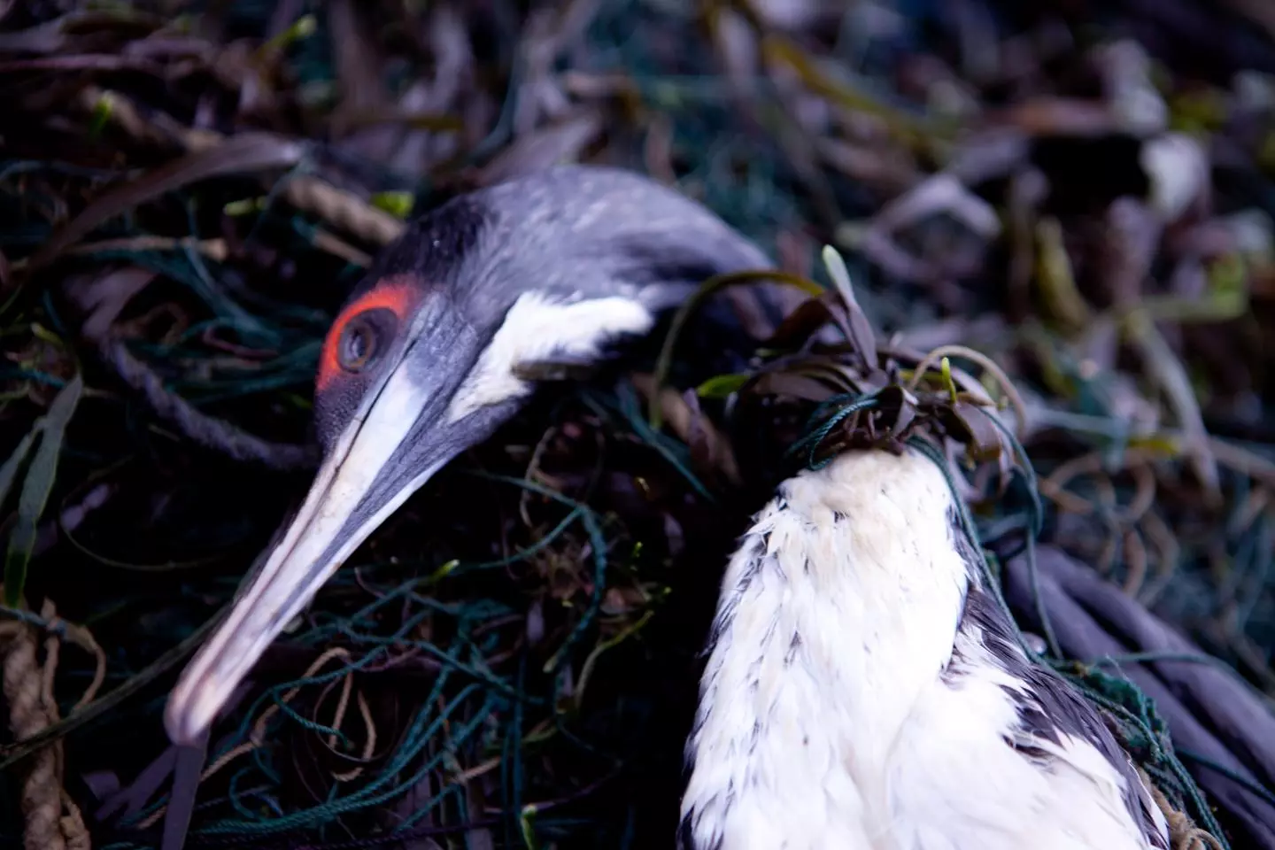 A cormorant caught in a gill net