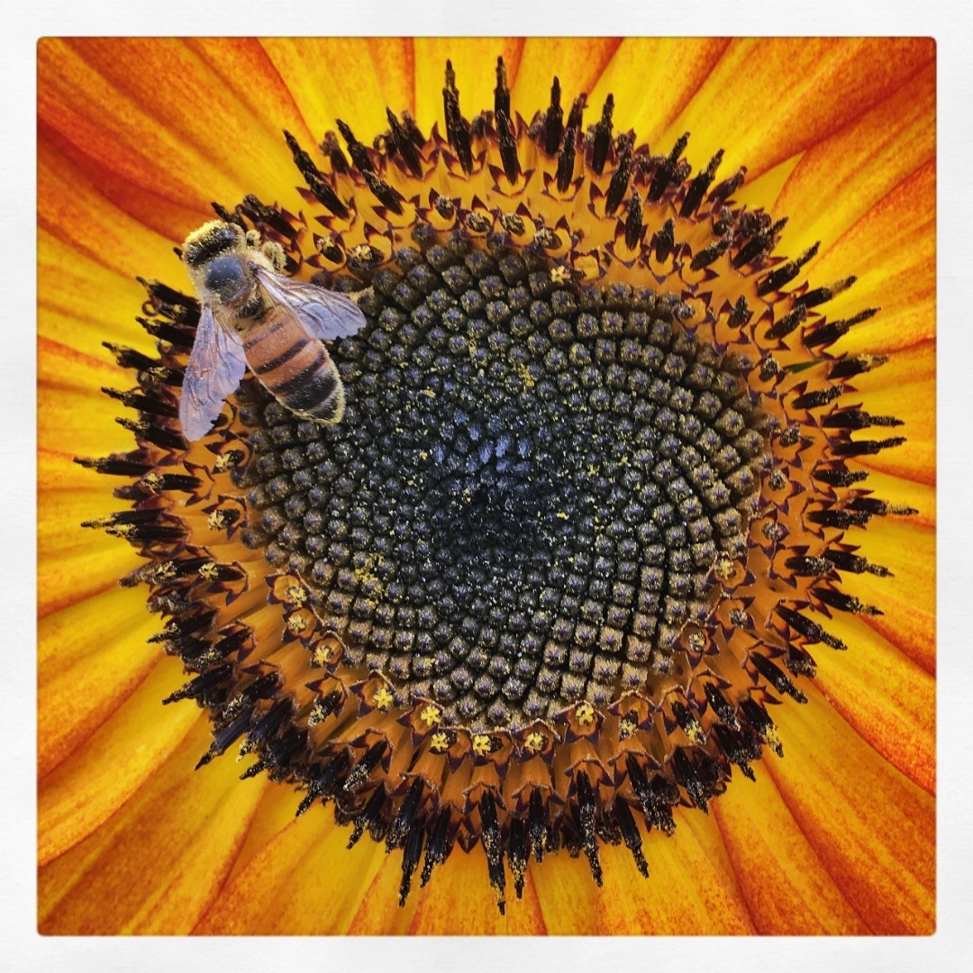 1st place winner in the Macro & Details category. Dressed in Powerful Pollen, shot on an iPhone 6s