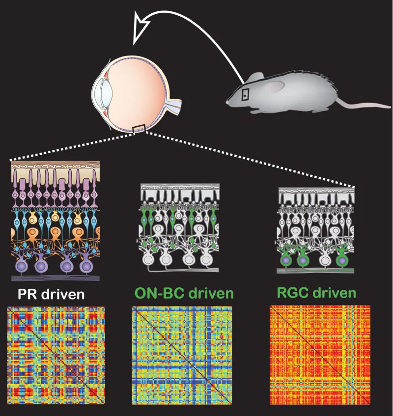 The retina response to light is closer to that of normal mice in blind mice with photoswitches inserted into bipolar cells than in those with photoswitches inserted into the retinal ganglion cells (image: UC Berkeley)