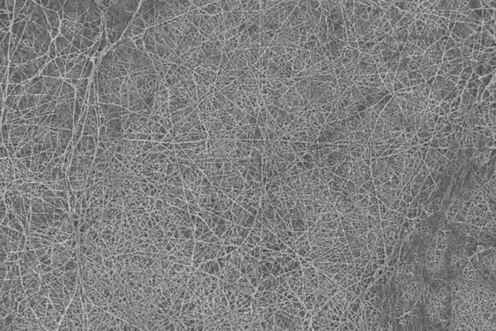 A microscope image of the bacterial biofilm, made of cellulose, that the researchers used to filter water and oil