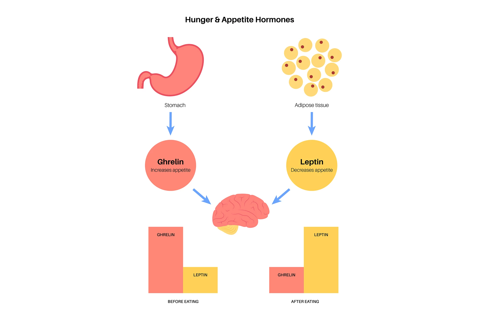 How the appetite-regulating hormones ghrelin and leptin work